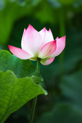 fresh lotus in the pond