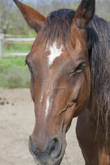 Fototapeta premium portrait of a brown horse from Tuscany