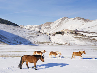ponies in  snowy plateau of Castelluccio of Norcia, Umbria, It