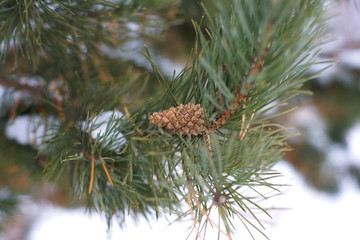 Сосна © Olga Tkacheva