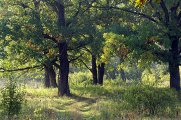 Sunny morning in an oak grove