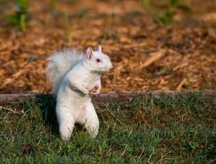 White squirrel in the grass
