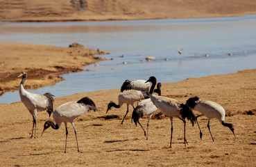 Grus japonensis