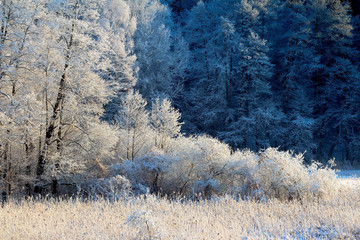 Fototapety  Leśne Uroki Zimy