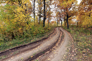Obraz premium dirt road in autumn forest