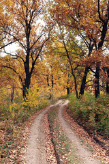 dirt road in an oak grov