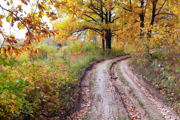 Naklejka premium dirt road in autumn forest