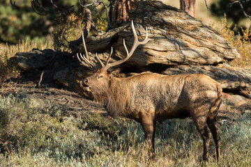 North American elk