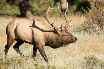 North American elk