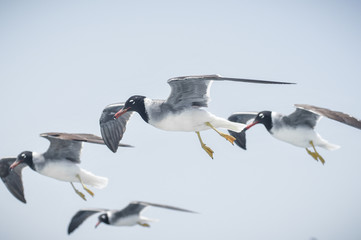 Seagulls flying in the blue sky