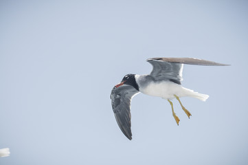 Seagull flying in the blue sky
