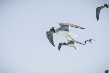 Seagulls flying in the blue sky
