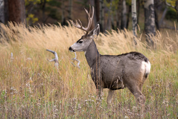 Mule deer in aspen