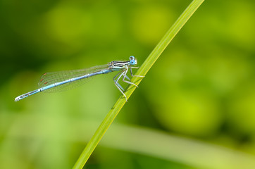 Portait de libellule