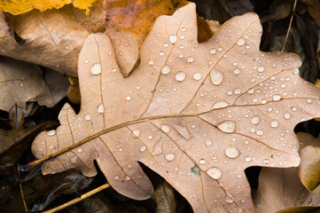 Wet autumn leaves with drop of dew