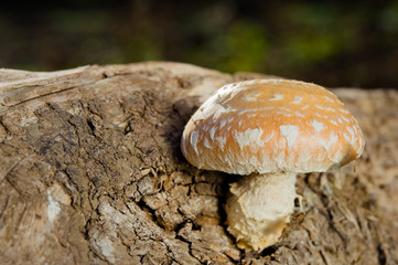 mushroom amanita pantherina