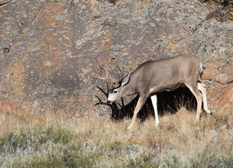 Mule deer on hillside