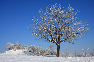 Lone tree in winter