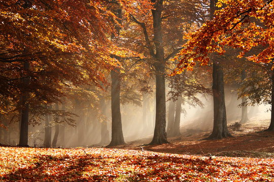 Fototapeta Misty autumn forest