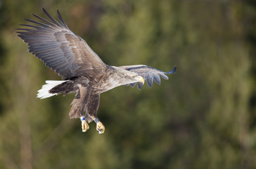Obraz premium Flygande havsörn