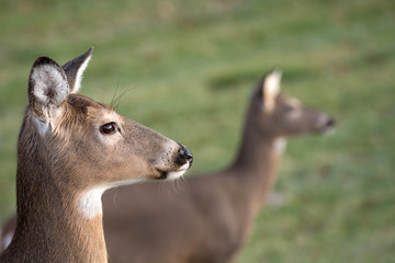 White-tailed deer doe