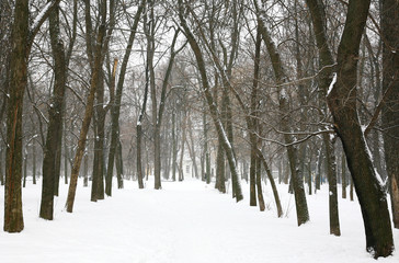 Winter trees in the city park