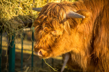 Mini Aurochs