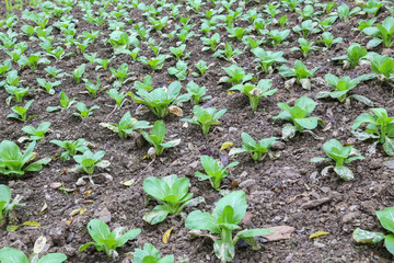 vegetable field