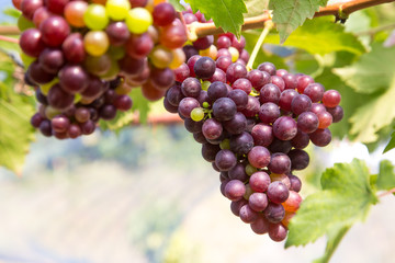 Red Grapes