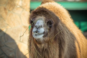 Obraz premium Camel in the zoo