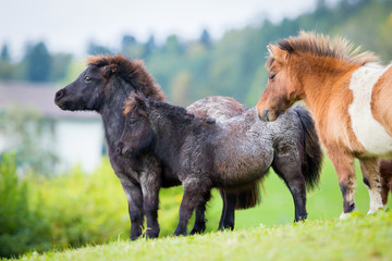 Herd of Shetland ponies on the hill in autumn background.
