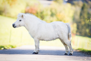 Cute white Shetland pony standing on the road, conformation.