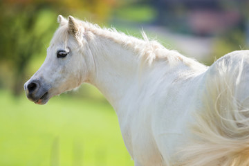 Fototapeta na wymiar White pony close up on green background, Welsh pony.