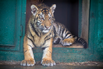 Tiger Cub