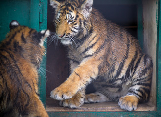 Amur baby Tigers play fighting