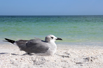 Obraz premium Seagull Resting on Florida Beach by Ocean