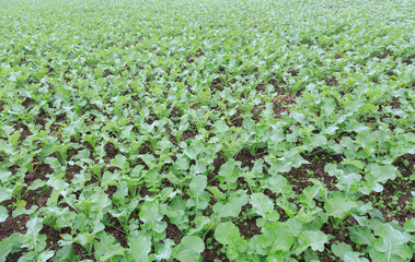 vegetable field