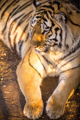 Amur tiger