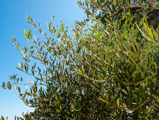 olive tree branches with leaves and olives