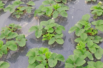 strawberry greenhouse