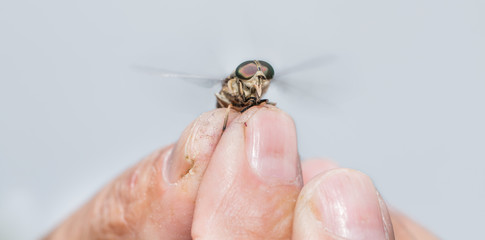 Closeup of horsefly flying over old man hand