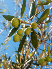 closeup of olives and leaves on a olive tree