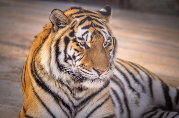 Amur tiger