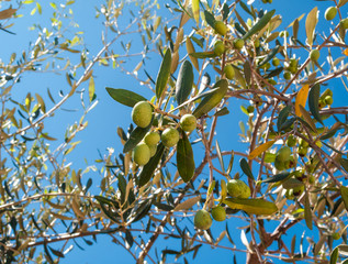 closeup of olives and leaves on a olive tree
