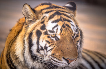 Amur tiger