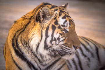 Amur tiger