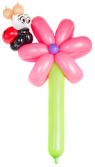 Fototapeta premium Balloon flower with ladybug