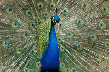 Obraz premium Peacock