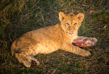 Lion cub  