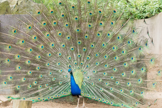 Fototapeta Peacock